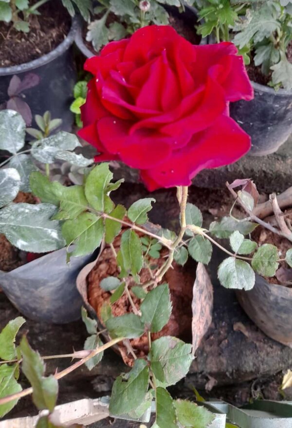 Red Rose Plant