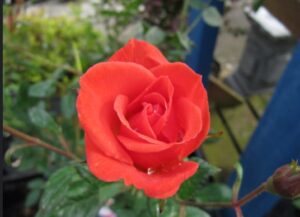 Pink rose flower plant