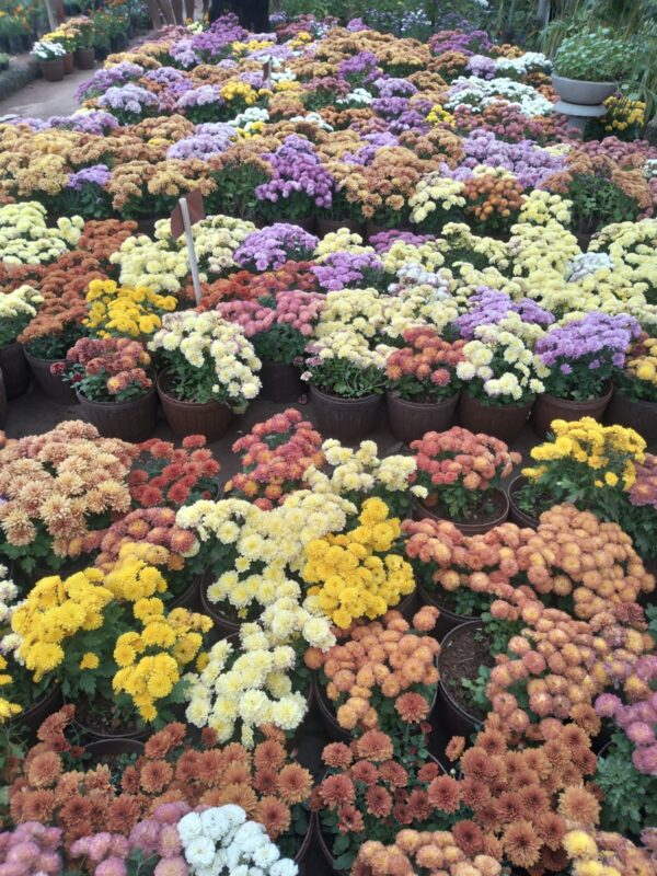 Kapuru Flower Plant