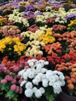 Kapuru Flower Plant - Image 2