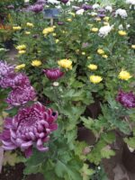 Kapuru Flower Plant - Image 5